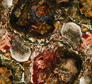 8330 Petrified Wood